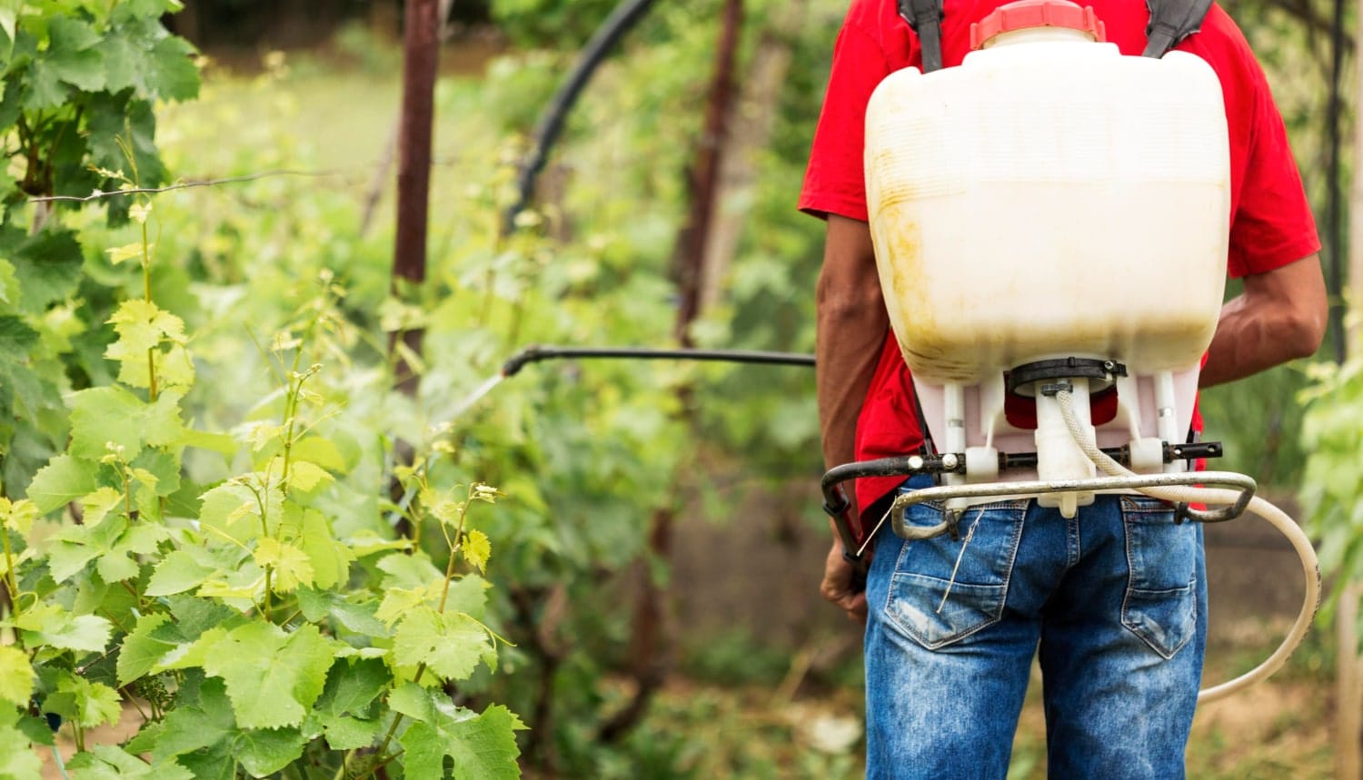 Fertilize Right: Boosting Your Lawn’s Health and Beauty