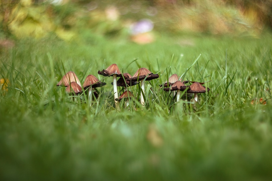 A Guide to Lawn Fungus Treatment and Control in Tennessee