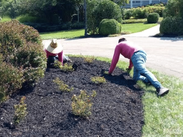 Yard mulching services from Dempster Brothers Lawn Care & Landscaping are available in Knoxville, TN and nearby.