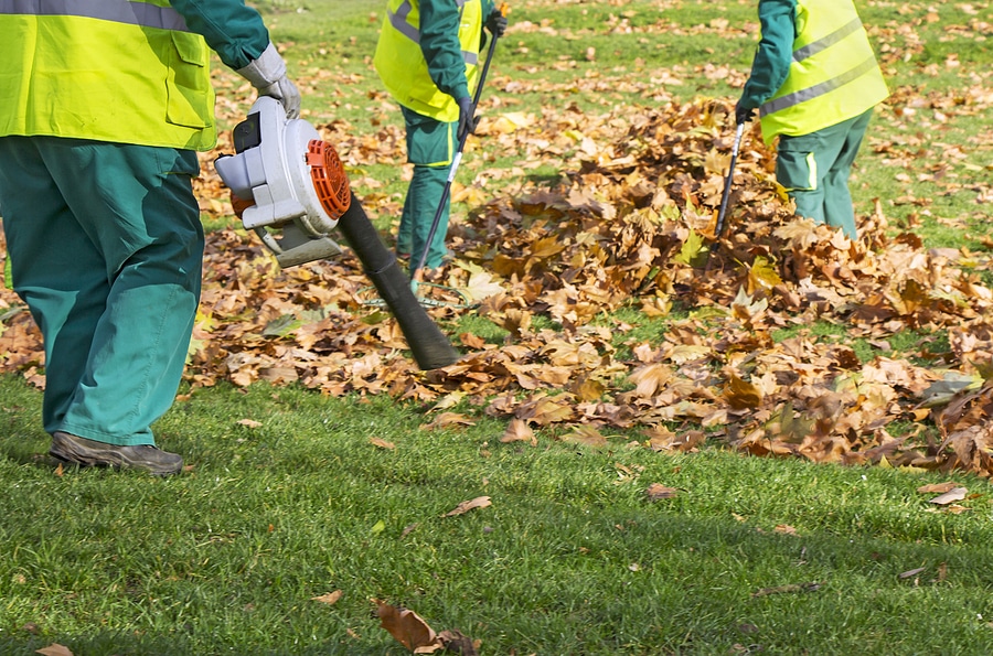 Using a Professional for Leaf Removal